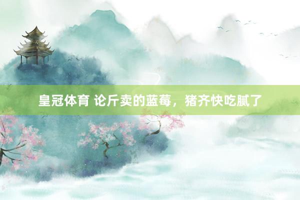 皇冠体育 论斤卖的蓝莓，猪齐快吃腻了